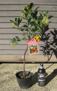 姫イチゴの木 3年生苗の写真依頼苗