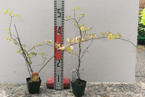 モッコウバラ　黄八重　2年生苗×2ポットの苗写真