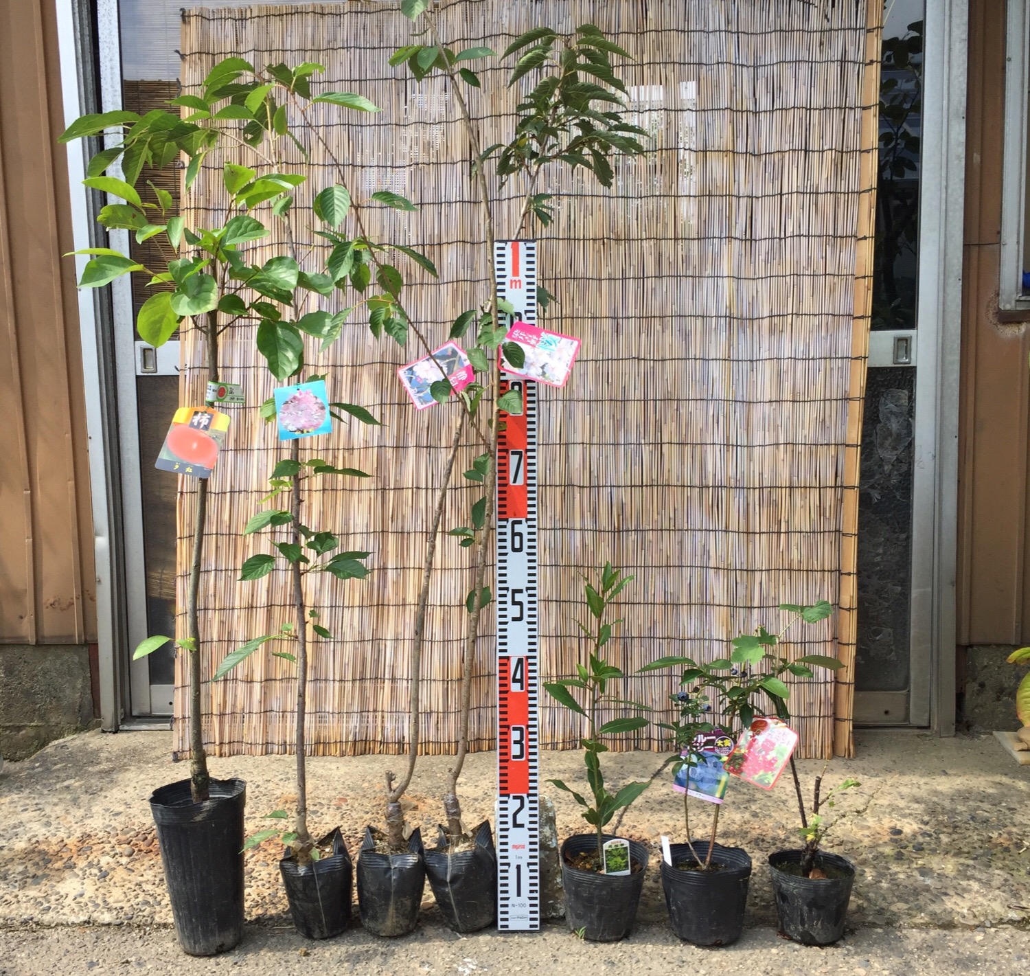 柿、桜、月桂樹、ブルーベリー、赤フサスグリなどの本日の発送苗